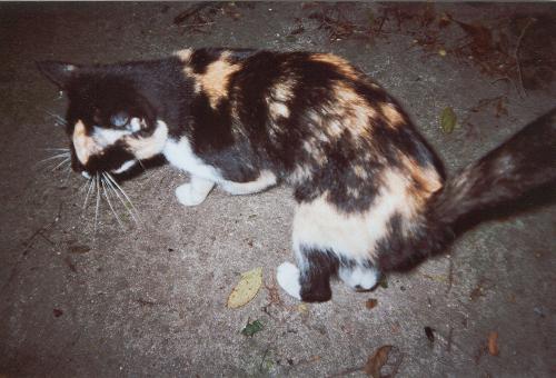 Patches - Patches is a very friendly calico cat who adopted the children who my mother babysits. She was obviously once a pet, but either got abandoned or lost. I didn't want to leave her fending for herself, but she was still nursing four kittens. Instead, we took in all five. Since the kittens were about three months old and semi-wild, we had to live trap them. Patches has now been fixed and has found a wonderful new home.