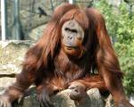 orang utan - rain forest creature