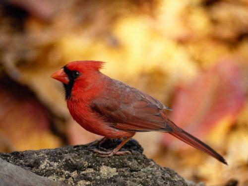Red Bird - Very pretty bird, what do you like best?