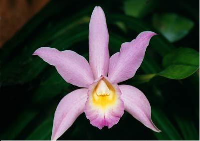 beautiful flower - this is one of the beautiful flower