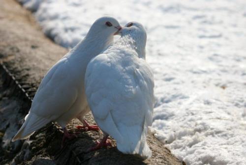 birds - making love