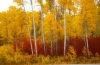 Aren't they gorgous! - The trees are the best things about fall.