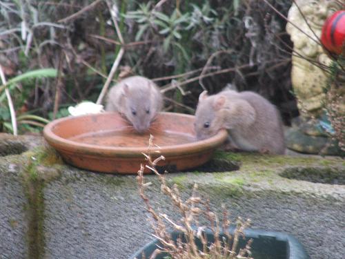 two wild rats! - these are two wild rats that are part of a load that had decided to set up home in my mother-in-laws garden,lol she did'nt find it so funny! and she got a bloke to murder them all:( i thought they looked cute:)