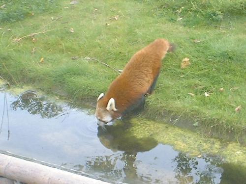 red fox something - this is a pic of a red fox somthing or other,i forgot its name actually:)anyway it was took at a zoo