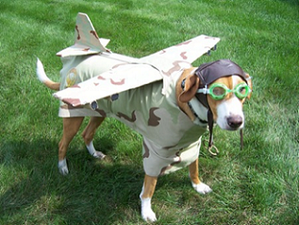 animals - airplane dog