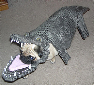 animals - alligator