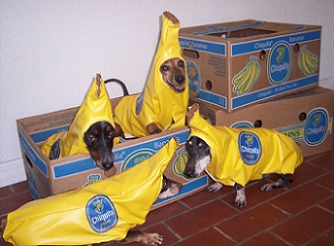 animals - bananas
