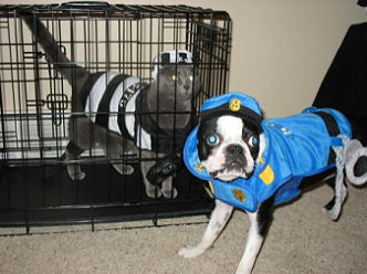 animals - cop and robber
