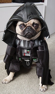 animals - darth vader