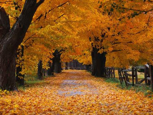 Autumn - Autumn scene