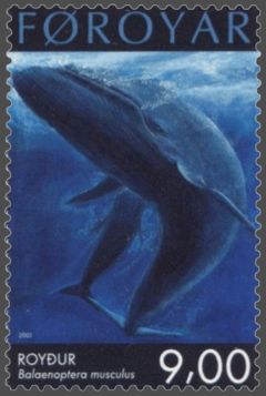 Blue Whale - Blue Whale (Largest animal on earth)