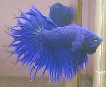 siam fish - i love this kind of fish. they are beautiful...how do you think?