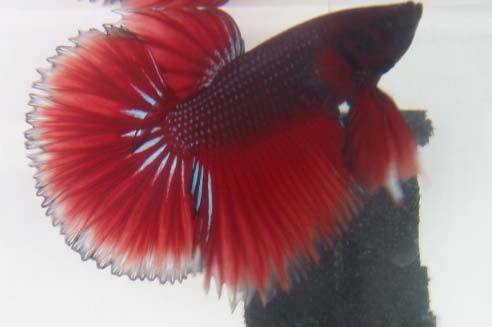 siam fish - what a beautiful fish...