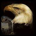 Eagle crying - Eagle crying