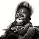 sweet gorilla baby - baby