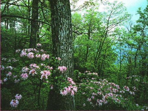 forest  - it is a view of a big tree in forest tht only i know abt it