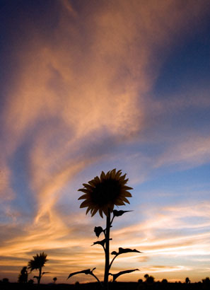 sun flower - it is an excellent evening. and sunflower is watching the sun. i like that atmosphere very much.