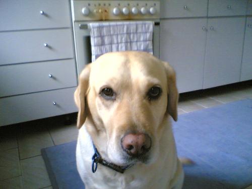 Labrador - Our loving loverador Kelly! Love her! love her! love her!