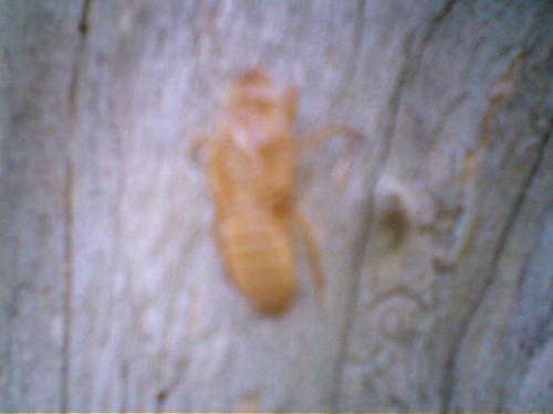 Nature - Thanks, still there are places where we can see these kind of creatures.