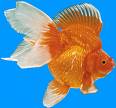 fish - this is an image of agoldfish