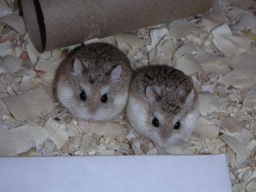 two_robs_1MB - two_robs_1MB