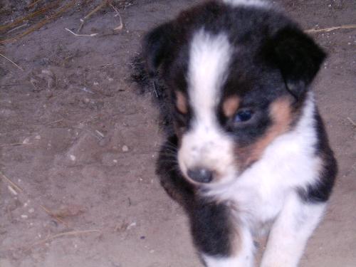 Puppy Time - One of our puppies.  Unfortunately, most of them died.