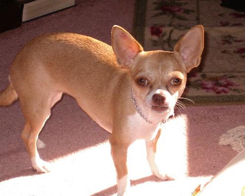 My Apha Chihuahua - She is a wonderful little dog