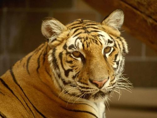 Tiger - Tiger