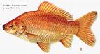 fish - an image of a goldfish