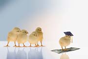 Academic chicks - Some young chicks all dressed up and looking very academic with caps
