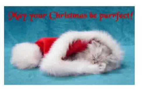 puurrfect Christmas - kitten sleeping in a santa hat. the festivities do take a bit out of us and some of us are lucky to have an extra day off!