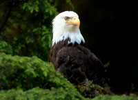 Some interesting facts about eagle - The strike of the eagle talon is so powerful that it's force is twice that of a rifle bullet.  Whenever a Bald Eagle migrates south it always goes to the same spot and when it returns north it always goes back to the same spot.  Sub adult eagles that have not yet made a breeding territory are believed to wander more.  Adult eagles usually stay near their nesting territory as the supply of food and weather conditions will allow.  Bald Eagles are the national symbol of the United States  Eagles have great eyesight that helps them see for one to one and a half miles away. (Thus the term eagles eye) They can dive at 100 miles per hour. Their eyesight and diving ability help them catch food.  Bald Eagles help man by catching rodents and rabbits that destroy grain fields.  Bald Eagles can fly with 8 pounds of food.