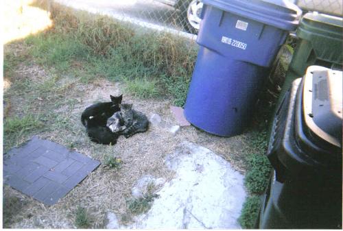 Feral cat family - This is a photo of three kittens with their mother cat before two kittens died.