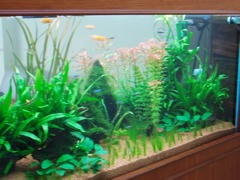 My Planted Acquatic Tank - My 4ft Acquatic Tank