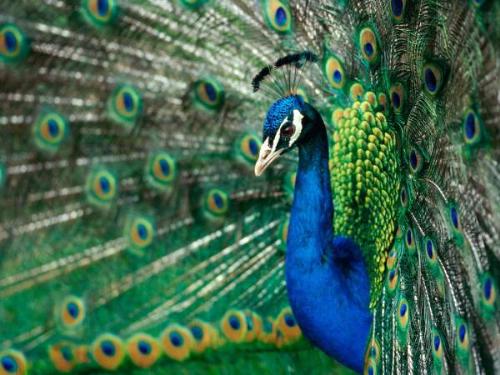 Photography - Photography - Wildlife - True Colors, Peacock
