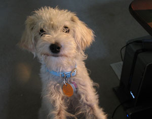 Eleanor the Dog - This is my dog, Eleanor Olivia Eudora Harper. Named for Eleanor Roosevelt, Eudora Welty and Harper Lee. The Olivia was given to her at the pound. She is a terrier poodle mix. My female is white and is a loving pet.