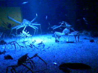 King Crab - Crab kingdom