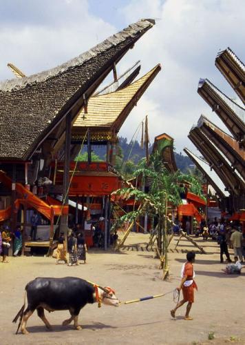 rumah toraja - rumah toraja