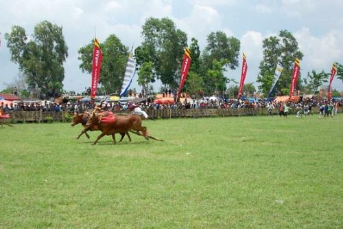 karapan sapi - karapan sapi di madura