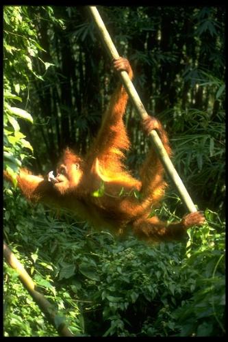 Orangutan - orangutan