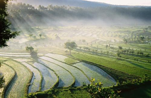 sawah Bali - sawah Bali