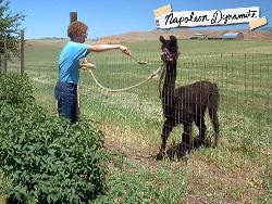 Tina! - Come get some ham!