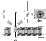 NMDA Receptor - NMDA Receptor