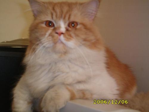 My cute persian cat - here's simba my dearest cat..he's a male...he's 1 1/2 yrs old..he's very very cute...