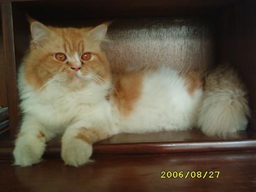 Simba - Another pic of simba