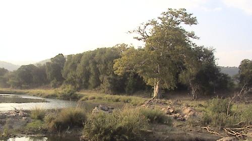 meike daat - A tree near the river