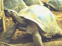 turlte of Zanzibar - Photo shows big turtle criss-cross the prison island-one of the interesting tour spots of Zanzibar.
