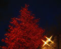 Photo of Christmas Tree on christmas day - It is an photo of christmas tree. it is use on christmas day.