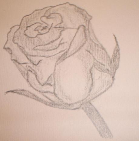 Rose - Hand Drawn Picture  Artist Daniel D