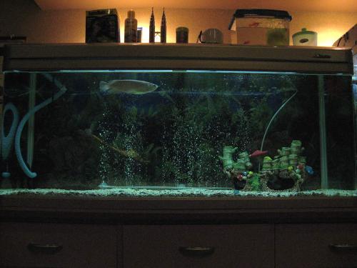 my aquariums! - these are my babies.  enjoy!